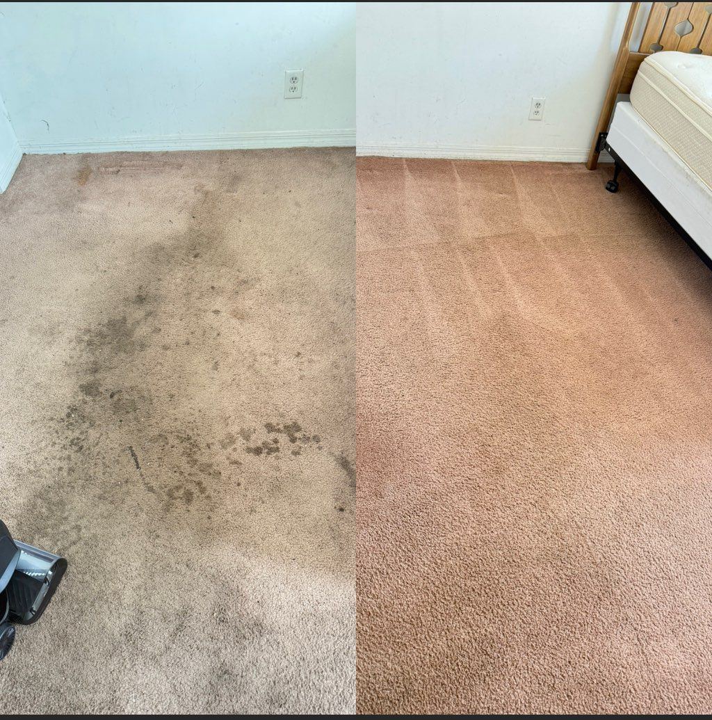 Carpet cleaning — pet stains removed